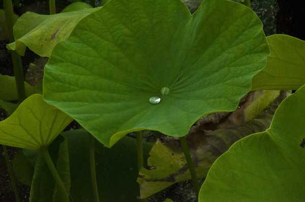 荷花怎么越冬_北方花卉_第1张_hao1616网址导航 荷花怎么越冬_https://www.hao1616.com_北方花卉_第1张
