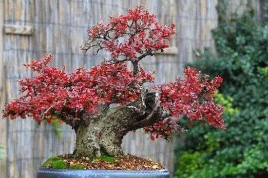 平枝栒子盆景养殖方法和注意事项(荀子怎么栽容易活)_北方花卉_第1张_hao1616网址导航 平枝栒子盆景养殖方法和注意事项(荀子怎么栽容易活)_https://www.hao1616.com_北方花卉_第1张