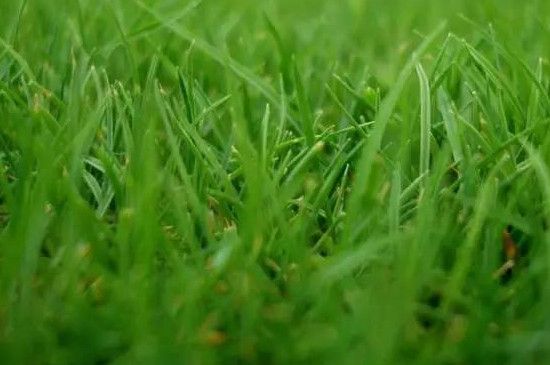 狗牙根草籽播种方法(狗牙根草籽多少钱一斤)_https://www.hao1616.com_南方花卉_第1张
