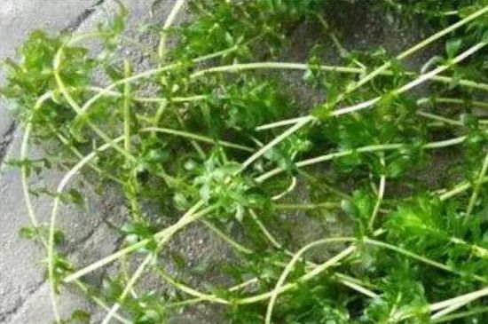 麦黄草种子如何种植方法(麦黄草种子多少钱一斤2021)_北方花卉_第1张_hao1616网址导航 麦黄草种子如何种植方法(麦黄草种子多少钱一斤2021)_https://www.hao1616.com_北方花卉_第1张